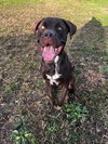 Sheriff - Photo 1