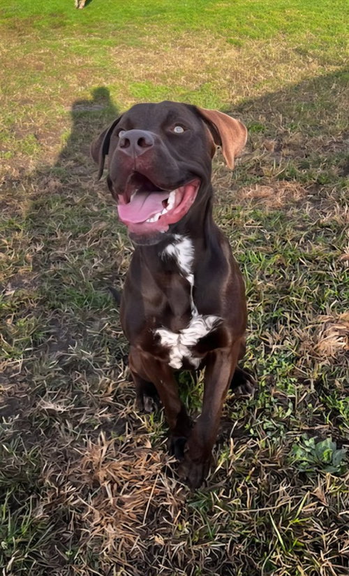 SHERIFF - Labrador Retriever / Terrier available for adoption