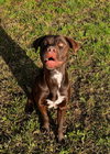 Sheriff - Photo 3