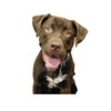 Sheriff - Photo 4