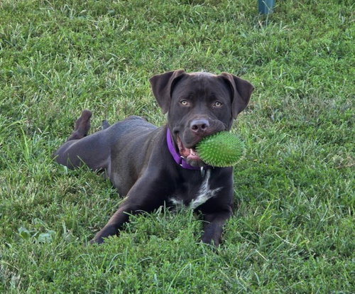 picture of the dog needing adoption