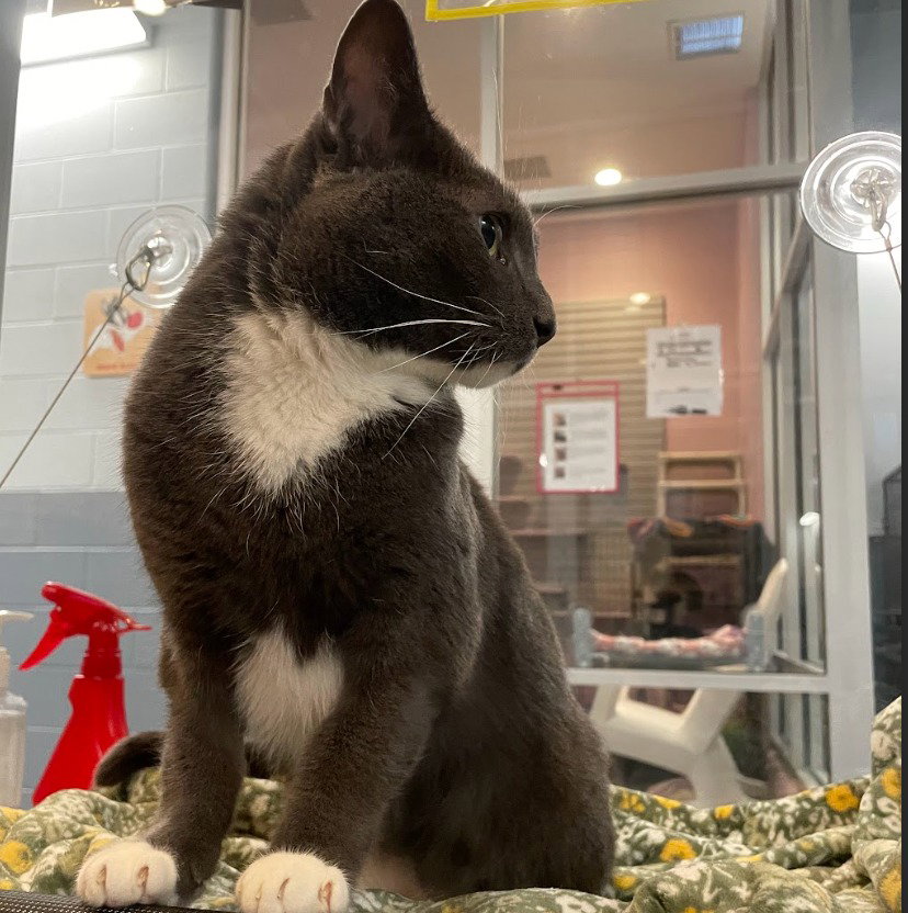 Ariel *IN FOSTER* Image