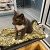 Ariel *IN FOSTER* - Photo 3