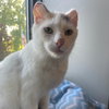 Boo - Photo 1