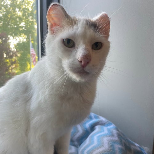 BOO - Domestic Short Hair available for adoption