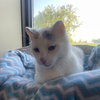 Boo - Photo 2