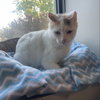 Boo - Photo 4