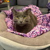 Yoda - Photo 2