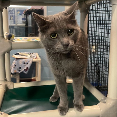 FROSTY - Domestic Short Hair available for adoption