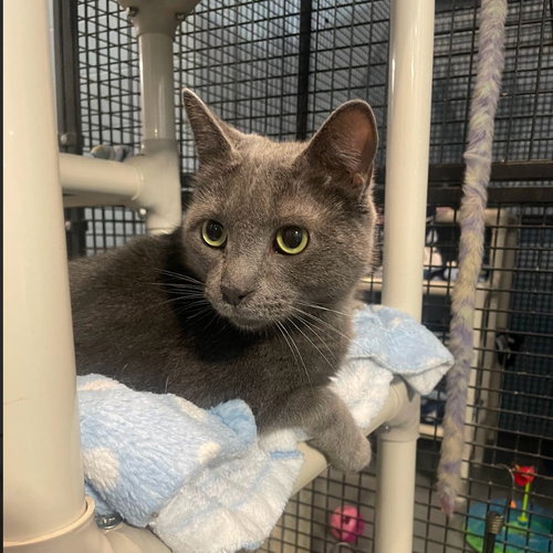 FROSTY - Domestic Short Hair available for adoption