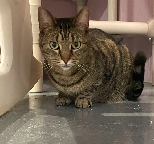 AURORA *IN FOSTER* - Domestic Short Hair available for adoption