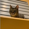 Aurora *IN FOSTER* - Photo 3