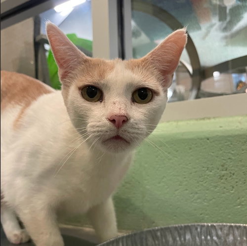 LILY - Domestic Short Hair available for adoption