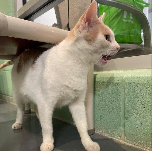 LILY - Domestic Short Hair available for adoption