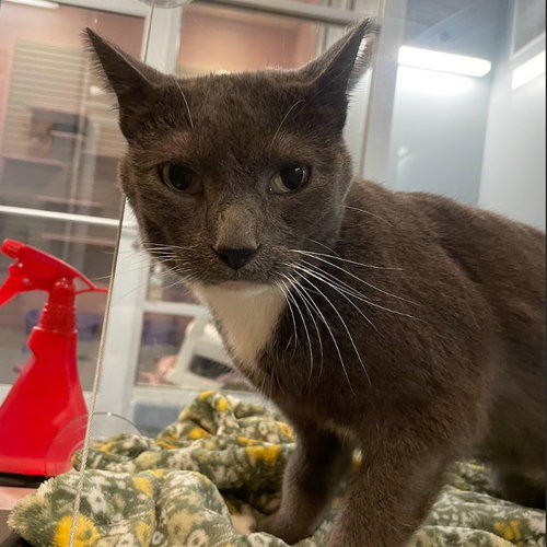picture of the cat needing adoption