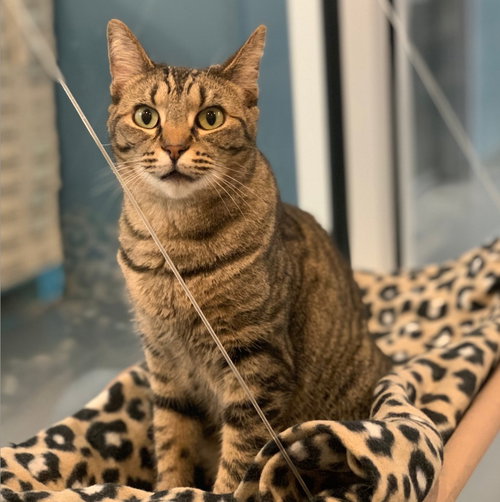 picture of the cat needing adoption