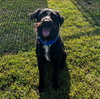 Gypsie - Photo 2