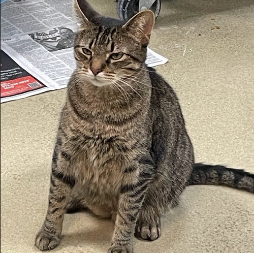 DONNIE PB - Domestic Short Hair available for adoption