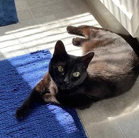 ZELDA - Domestic Short Hair available for adoption