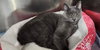 Whiskey  ** IN FOSTER ** - Photo 1