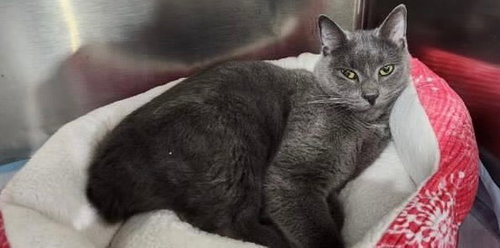 WHISKEY  ** IN FOSTER ** - Manx available for adoption