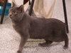 Whiskey  ** IN FOSTER ** - Photo 2