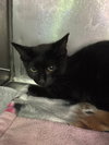 Button * IN FOSTER * - Photo 1