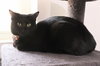 Button * IN FOSTER * - Photo 2