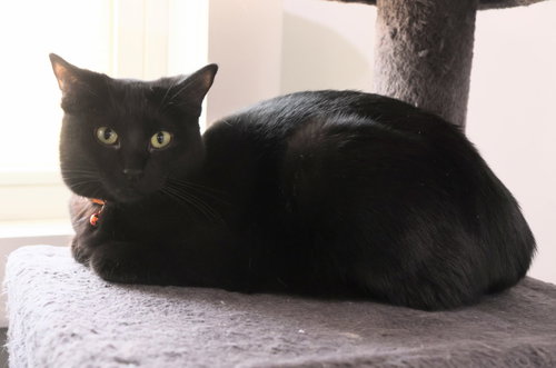 BUTTON * IN FOSTER * - Domestic Short Hair available for adoption