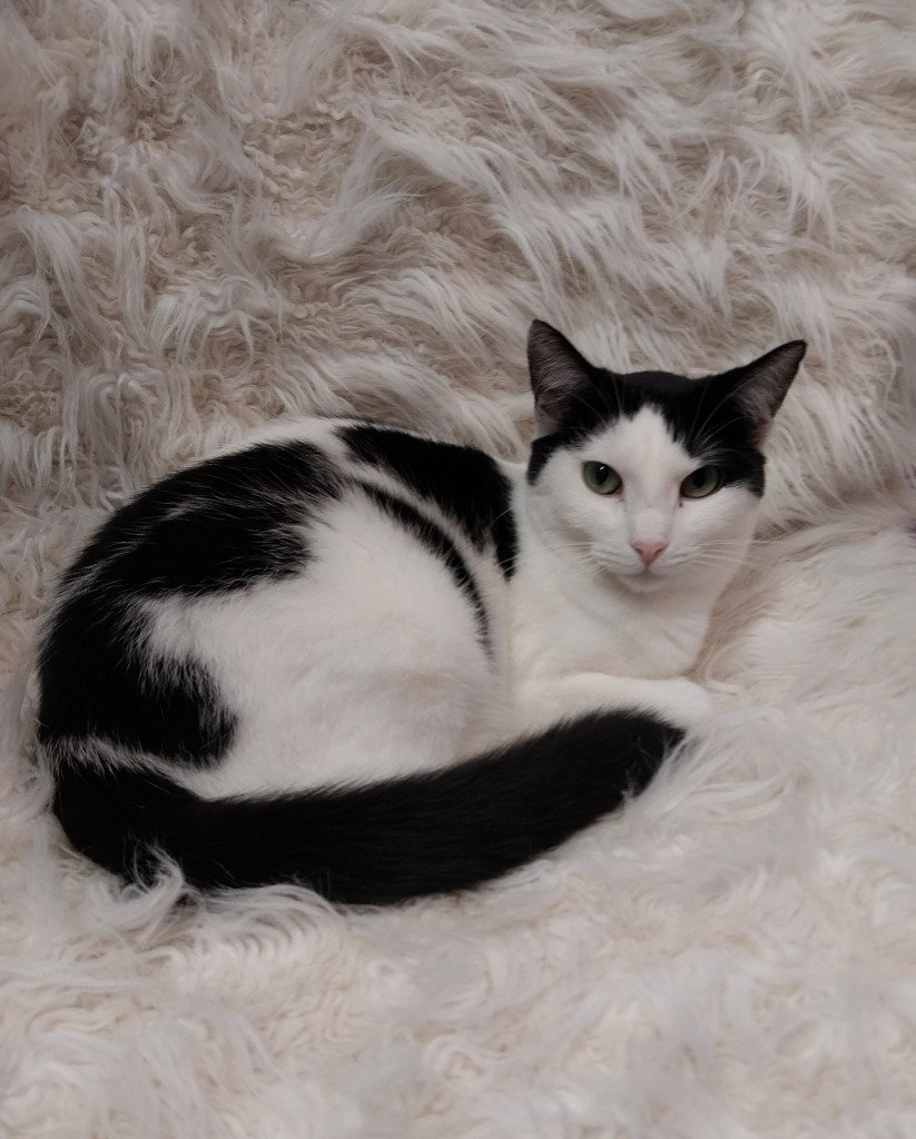 Oyster * IN FOSTER * Image