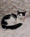 Oyster * IN FOSTER * - Photo 1