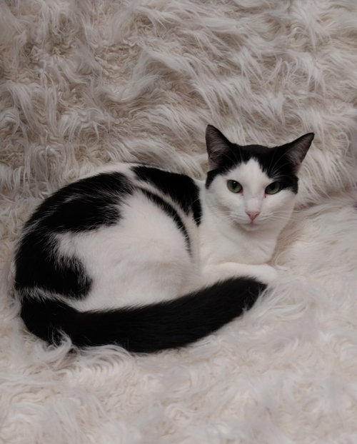 OYSTER * IN FOSTER * - Domestic Short Hair available for adoption