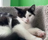 Oyster * IN FOSTER * - Photo 3
