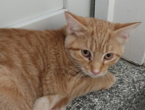 TORTELLINI * IN FOSTER * - Domestic Short Hair available for adoption