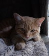 Tortellini * IN FOSTER * - Photo 2