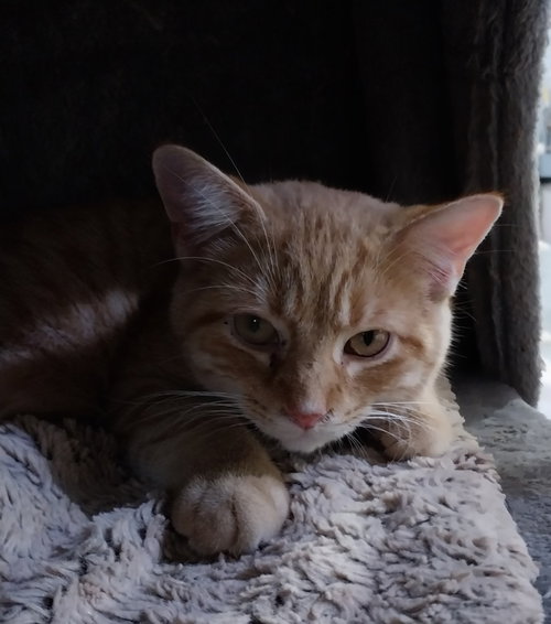 TORTELLINI * IN FOSTER * - Domestic Short Hair available for adoption