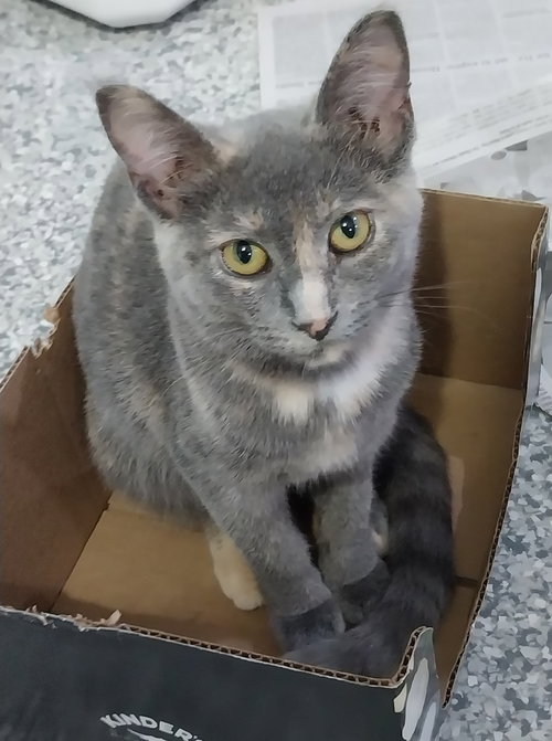 ROCCHETTI * IN FOSTER * - Domestic Short Hair available for adoption