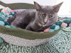 Rocchetti * IN FOSTER * - Photo 2