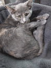 Rocchetti * IN FOSTER * - Photo 3