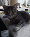 Misha * IN FOSTER* - Photo 1