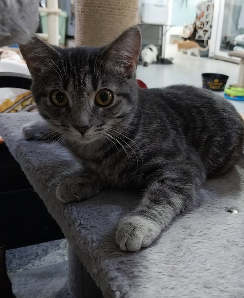MISHA * IN FOSTER* - Domestic Short Hair available for adoption
