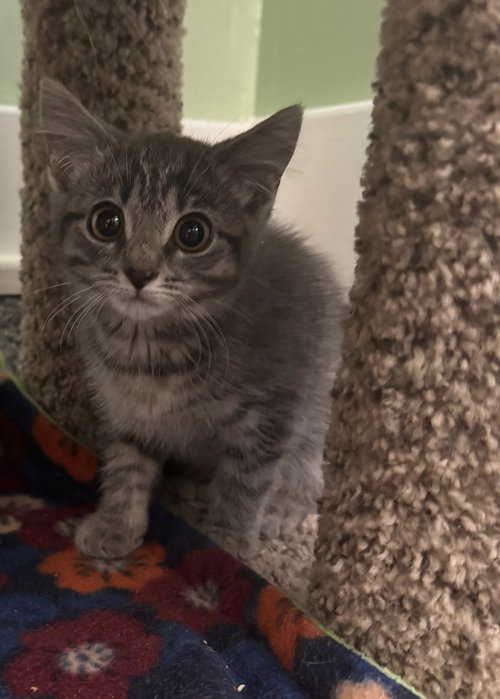 MISHA * IN FOSTER* - Domestic Short Hair available for adoption