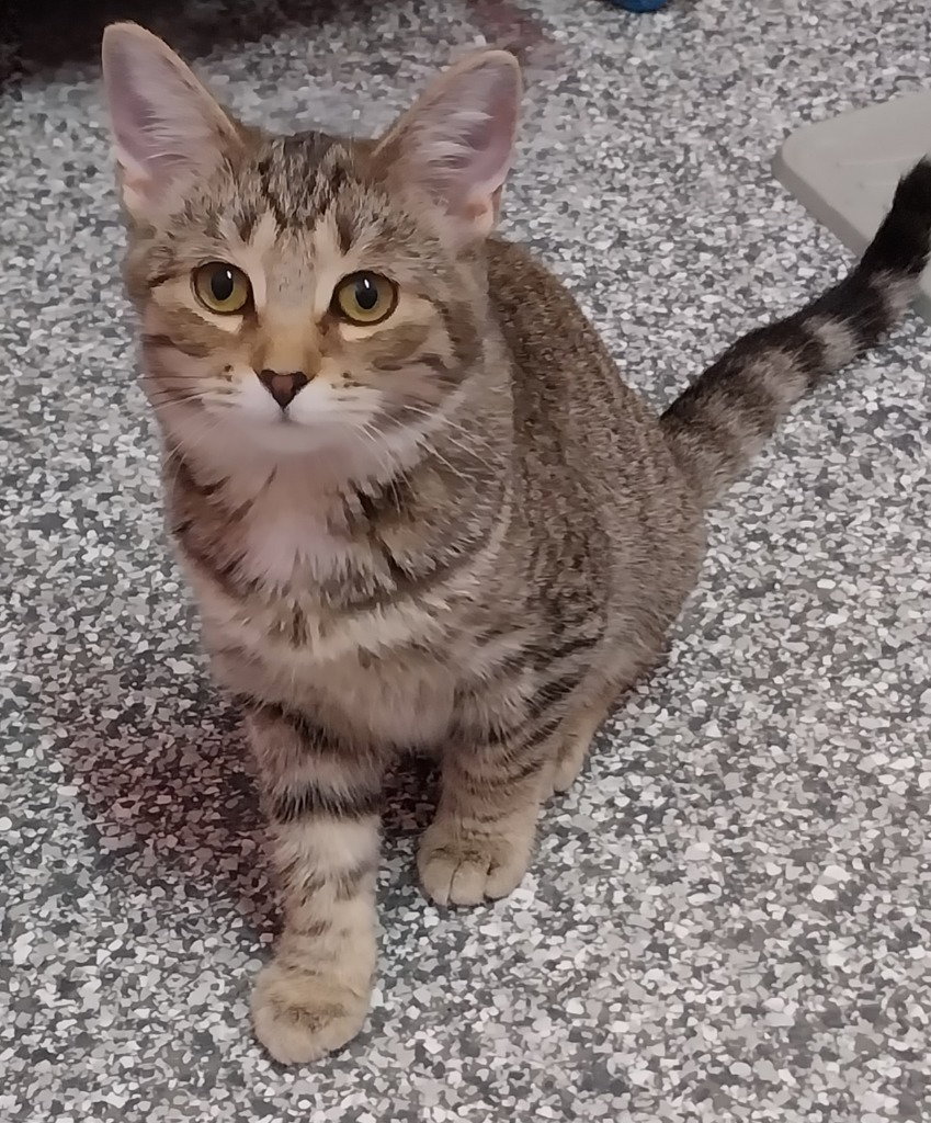 Aubree * IN FOSTER * Image