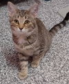 Aubree * IN FOSTER * - Photo 1