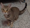 Aubree * IN FOSTER * - Photo 2