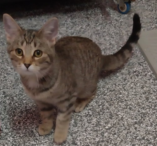 AUBREE * IN FOSTER * - Domestic Short Hair available for adoption