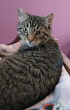 Rowan * IN FOSTER * - Photo 2