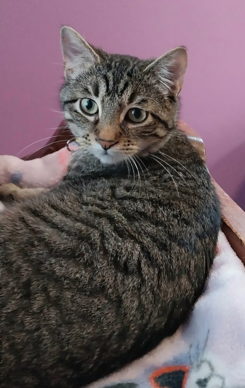 ROWAN * IN FOSTER * - Domestic Short Hair available for adoption