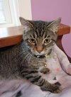 Rowan * IN FOSTER * - Photo 3