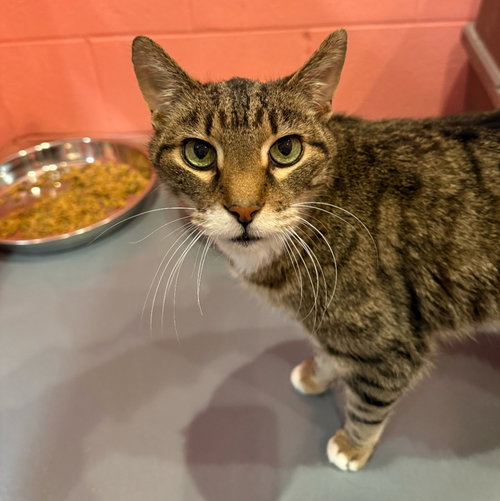 CAPTAIN - Domestic Short Hair / Bengal available for adoption